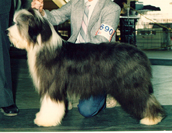 Dollar - Ch. Sheiling's Silver Dollar